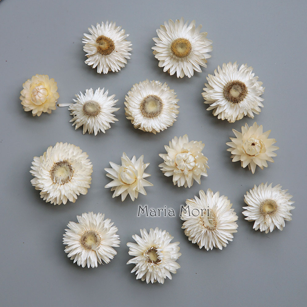 Couronne de chrysanthème color - Baby Products 2 Years avis et prix