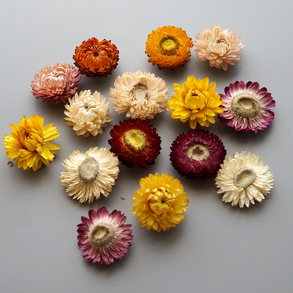 Couronne de chrysanthème color - Baby Products 2 Years avis et prix