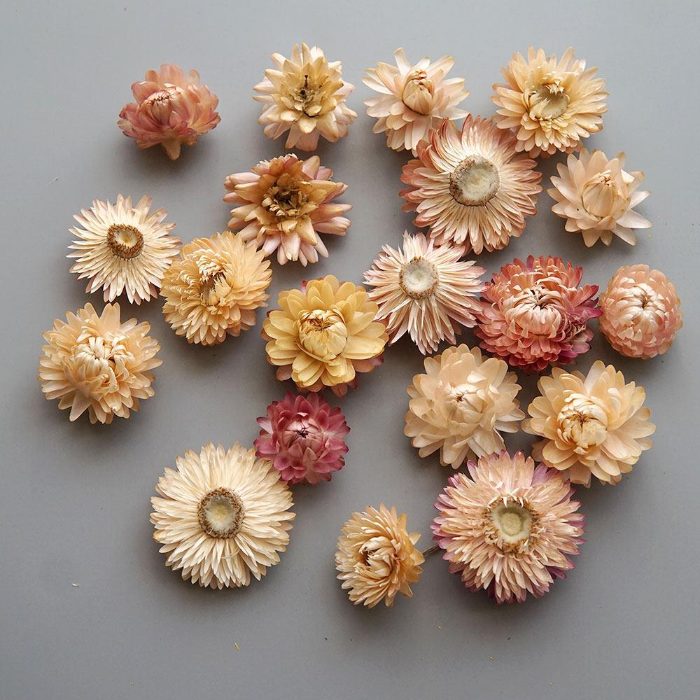 Couronne de chrysanthème color - Baby Products 2 Years avis et prix
